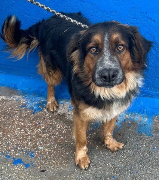 Lewis – der charmante Herzensbrecher mit der Herzchen-Nase!