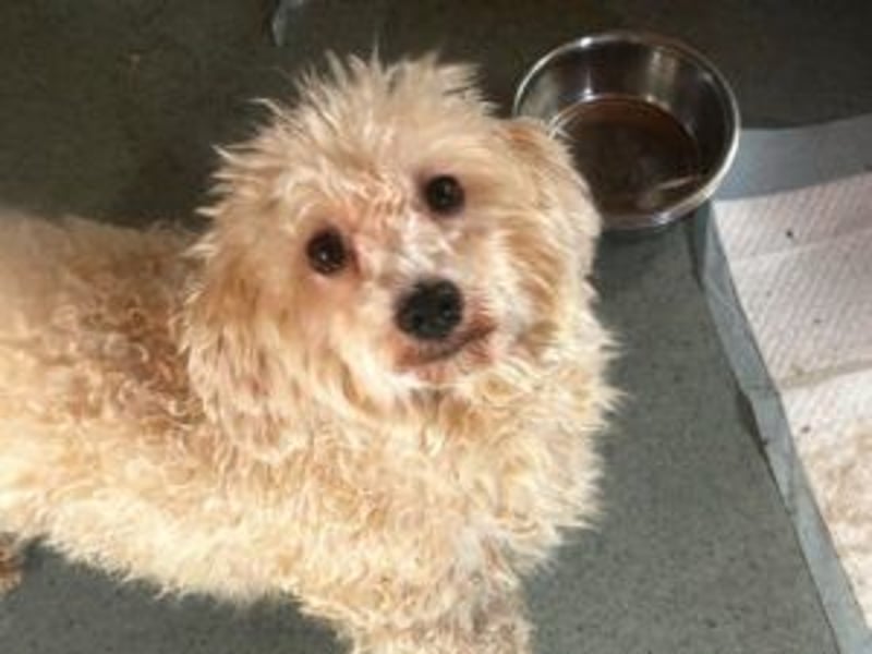 Mira: Bichon-Mix neu im Tierheim