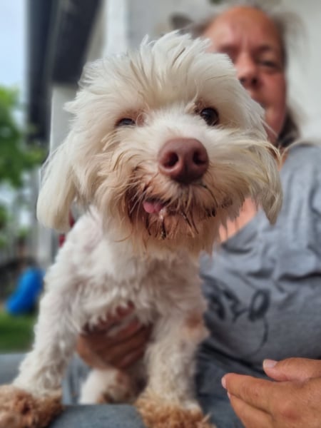 HOGOLYO, Bichon-Mix, Rüde, geb. ca.02.2024, hat ganz viel Liebe zu geben.