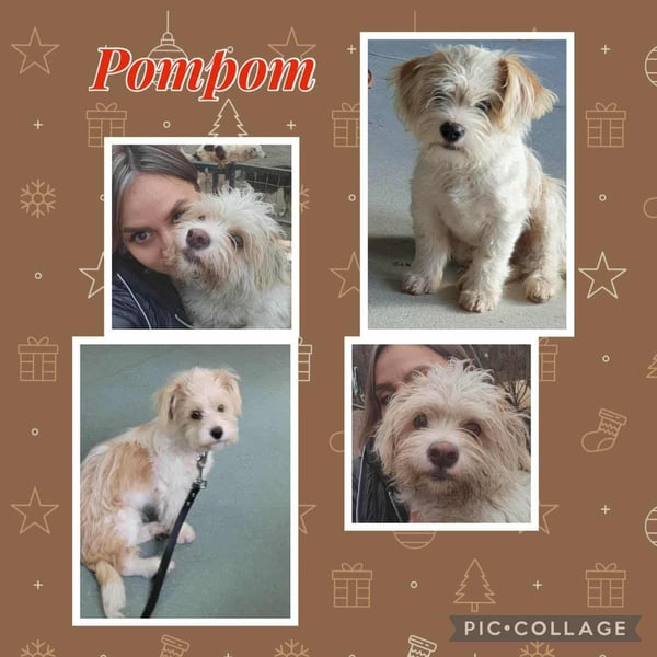 PomPom - Gefunden auf der Straße