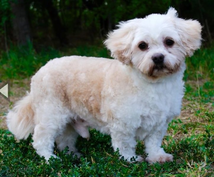 Herbert, Bichon Frise' Mischling, geb. 2023, ein Goldschatz