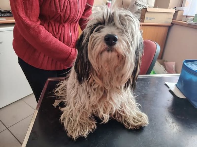 Doxa, tapfere Kämpferin sucht….