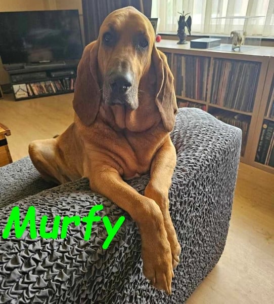 Murfy geb. 12/2019 (in Belgien nähe Aachen) - Bloodhound / Sabueso Espanol Rüde!