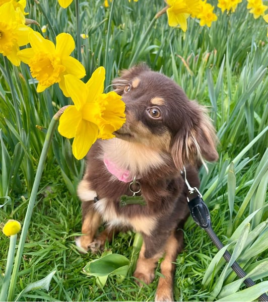 GABE, freundliches Fliegengewicht, Bolonka-Zwetna-Mix, 6 Monate, 24 cm, Tierschutz, Mönchengladbach