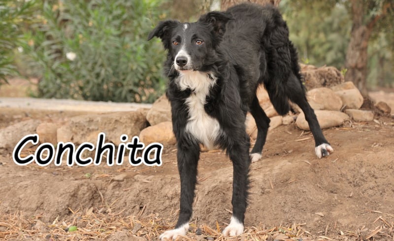 Schenken Sie Conchita ein liebevolles Zuhause?