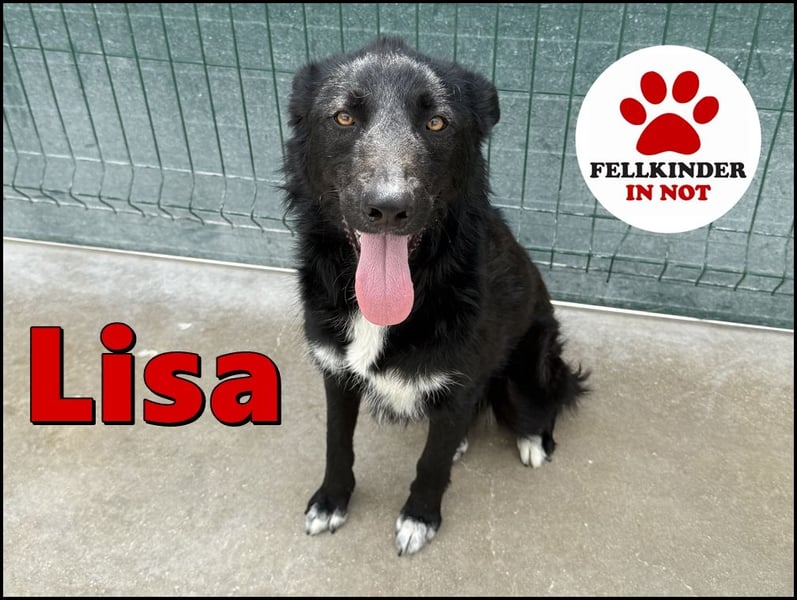 liebe Border Collie- kroatischer Schäferhund Mischling Lisa sucht ...