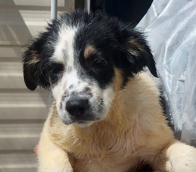 Joschi: kleiner Fratz sucht Kuschelplatz