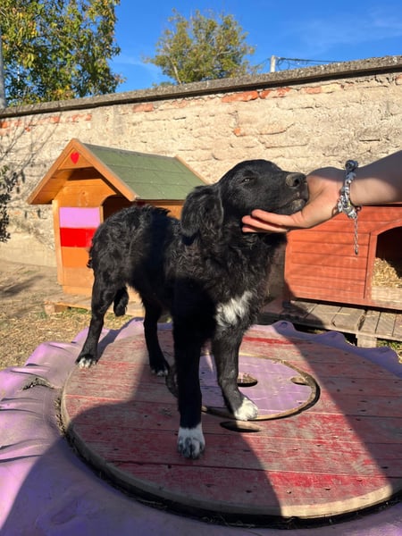 verspielter Charlie