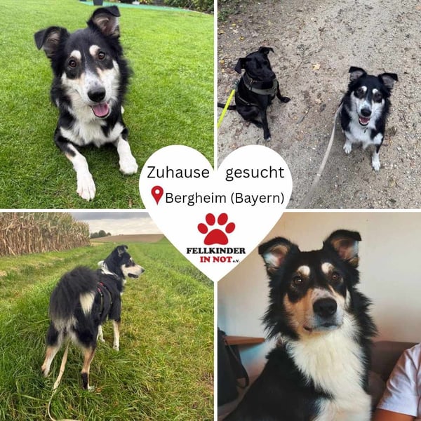 hübscher Border Collie Mischlings-Rüde Cuby sucht ein Zuhause, Hütehund