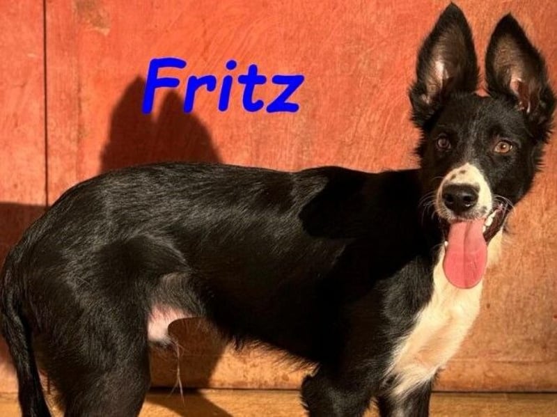 Fritz geb. 04/2025 (ESP) - verspielter und liebenswerter Border Collie-Galgo-Mix Welpe!