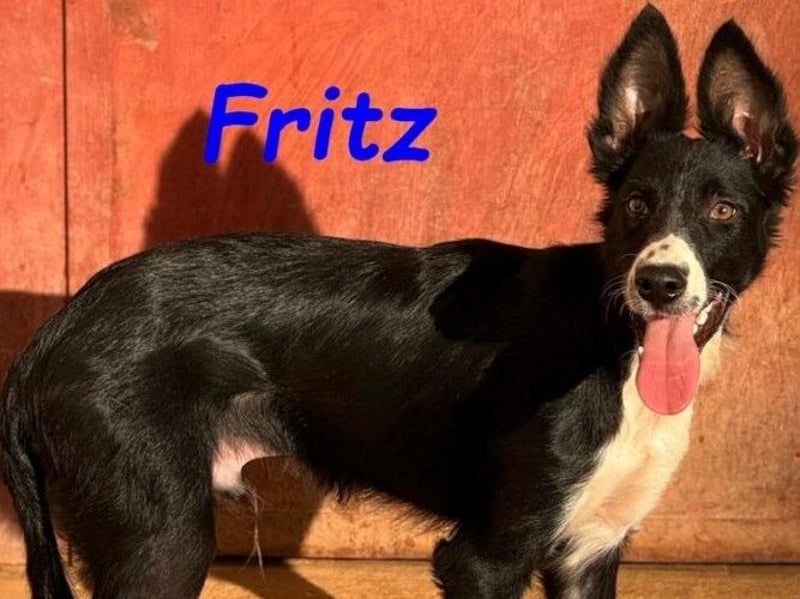 Fritz geb. 04/2025 (ESP) - verspielter und liebenswerter Border Collie-Galgo-Mix Welpe!