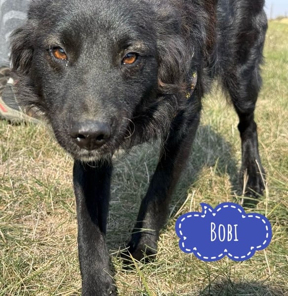 Bobi ein wundervoller Rüde