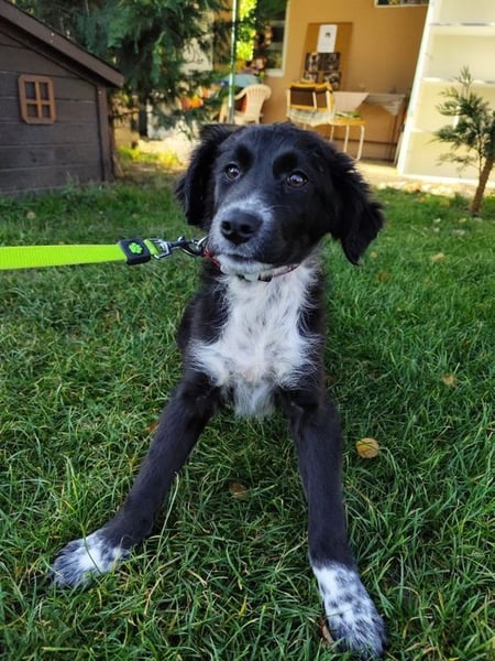 Welpe KANIKA - die liebenswerte Maus ist noch etwas vorsichtig und sucht ein liebevolles Zuhause