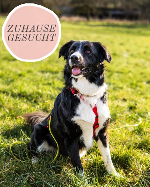 Border-Collie-Hübdib ZARA sucht Zuhause ❤️