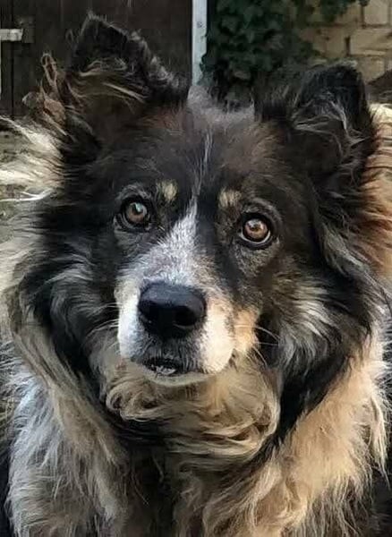 Aponi und Chanel - nur gemeinsam Zuhause