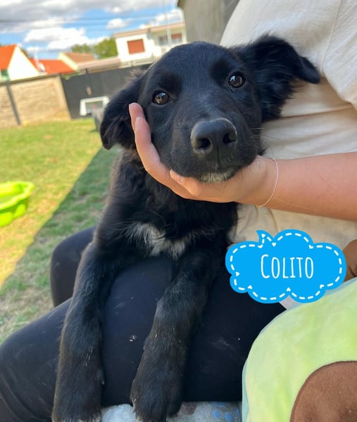 Colito ein ruhiger Welpe