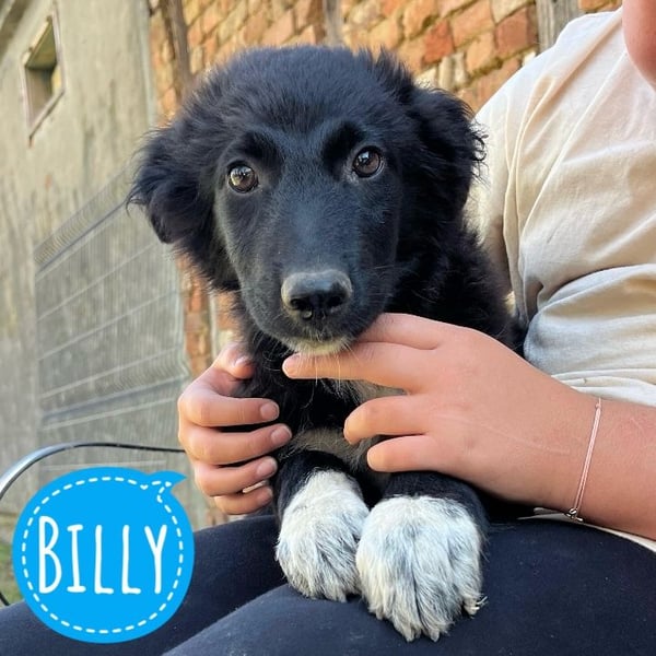 Billy ein kleiner Schatz