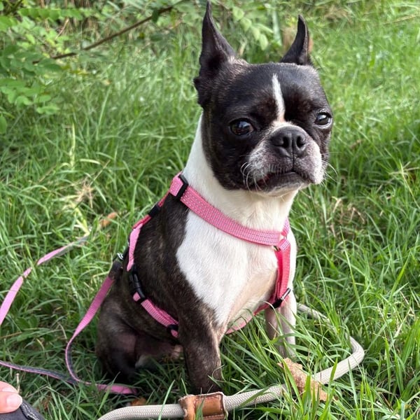 Venus - Klein, klug, kuschelig: Boston Terrier Lady auf der Suche nach Liebe ❤️