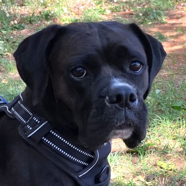 Black Abby - verschmust und lernfreudig - Tierhilfe Franken e.V.