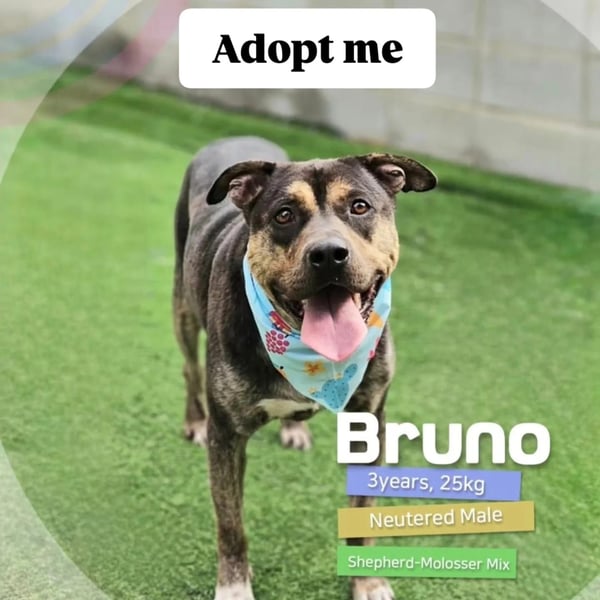 Lieber Boxermix mit Sinn für Abenteuer ,aber auch Sofa 25kg geb.2022