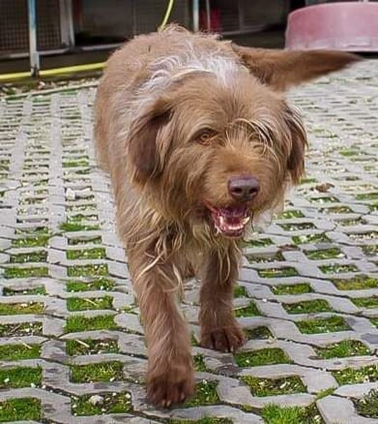 KOLIN - ich mag Menschen und träume von einer hundeerfahrenen, aktiven Familie