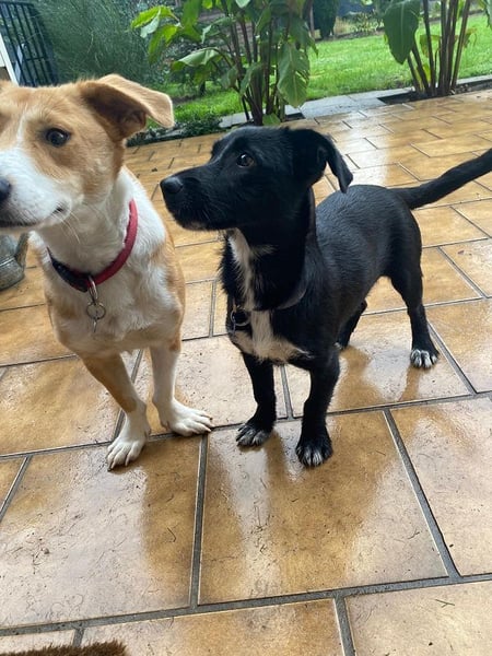 PÜPPI auf Pflegestelle bei Duisburg verspielte, sanfte Schönheit 32 cm  wachsend