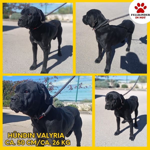 liebe Cane Corso Mischlings-Hündin Valyria sucht ein Zuhause