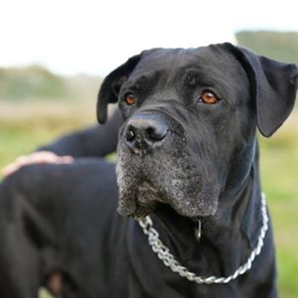 Blake (Spanien) - tiefschwarzer sanfter Riese