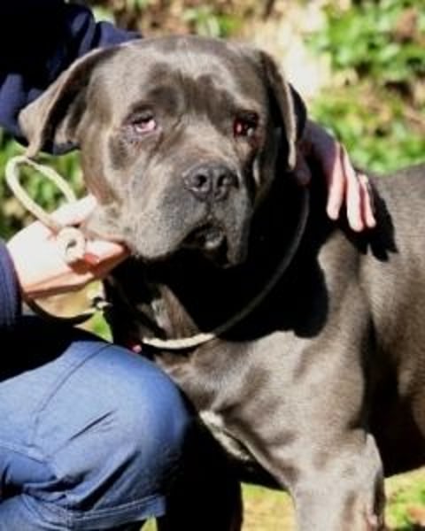 Arkell - SOS - hat Probleme mit den Augen