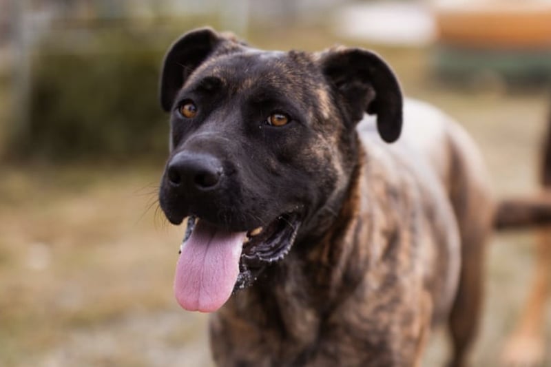 Edna ❤️ sanfte, liebevolle + ruhige Hündin