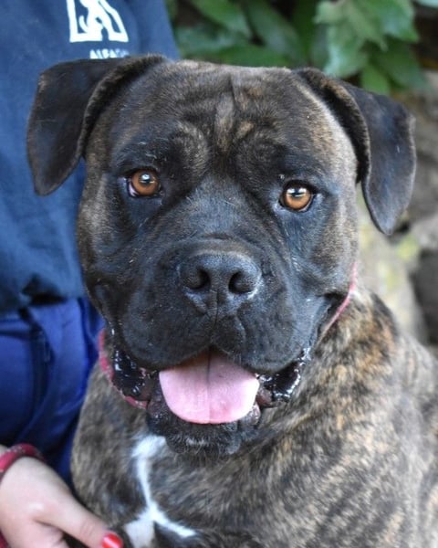 Devvon - Kurz zusammengefasst: Devvon ist eine Perle