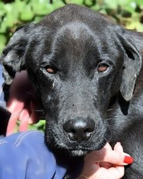 Drift - der Wald, in dem die Träume wohnen...