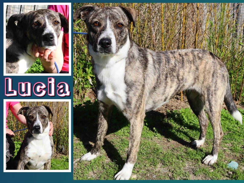 Lucia - eine wunderschöne freundliche Hündin - die das Leben im Haus kennt