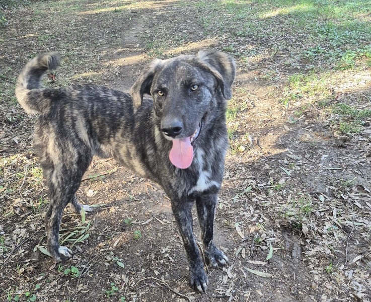 Benno: er liebt Menschen über alles