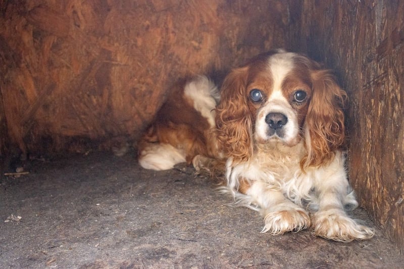 Spanko, schüchterener Cavalier King Charles Spaniel Rüde geb. 2017