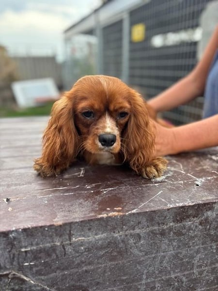 Monty, hübscher Cavalier King Charles Spaniel Rüde geb. 2024