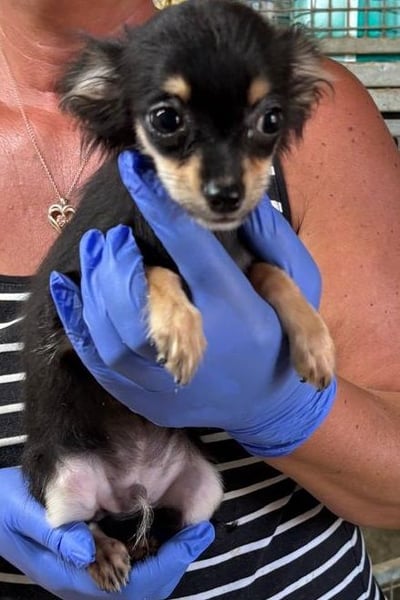 Süßer Chihuahua-Bursche sucht sein Zuhause fürs Leben