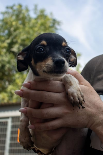 Pompom, verspielter kleiner Chihuahua, geb. 05/2025