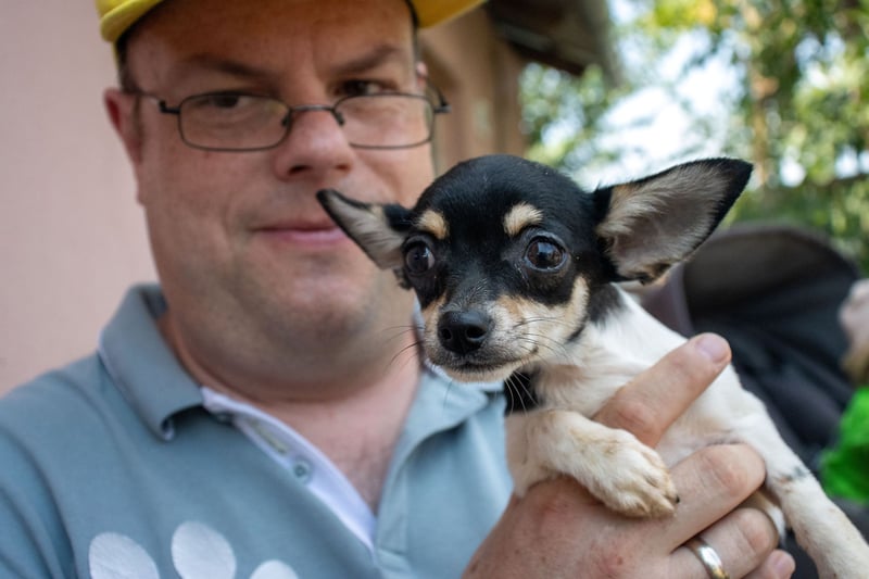 Marci, neugieriger kleiner Chihuahua-Junge, geb. 05/2025