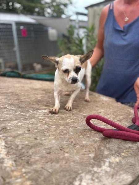 Luna, kleine Chihuahua Hündin geb. 2023