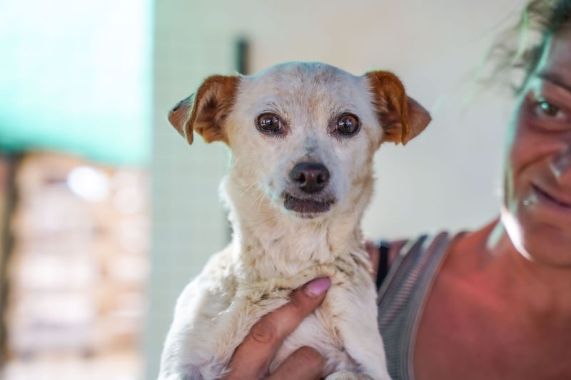 Adela – kleine Hundedame sucht ihr erstes richtiges Zuhause
