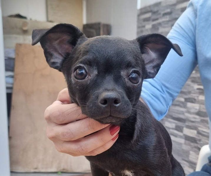 PIOJO-kleiner, ungewollter, fröhlicher Sonnenschein sucht liebevolles Für-immer-Zuhause