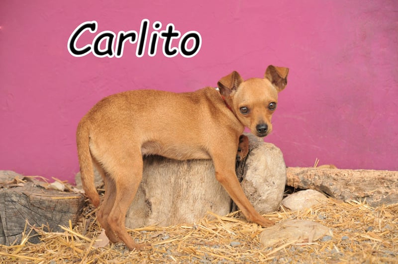 Möchtest du Carlitos Herz erobern