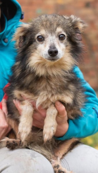BIM Kleiner Kerl mit Kämpferherz
