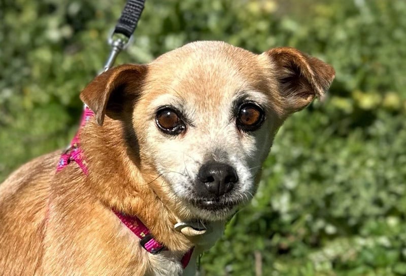 Yaya *Gnadenplatz gesucht*