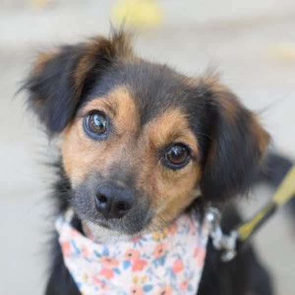 Missy - freundliche, liebevolle Hündin die gerne schmust