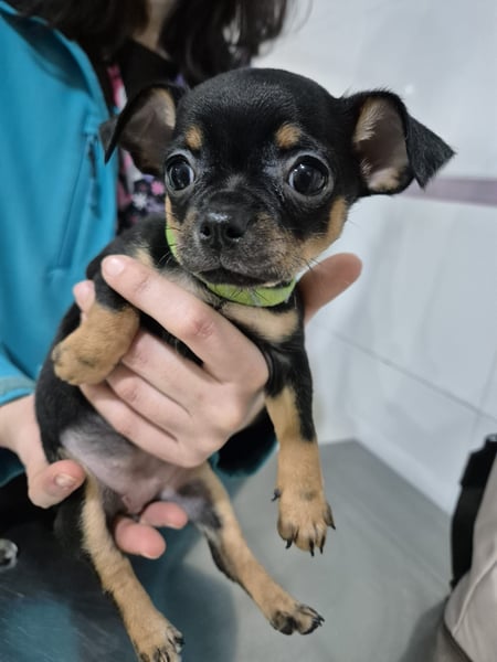 Flora, eine kleine Prinzessin