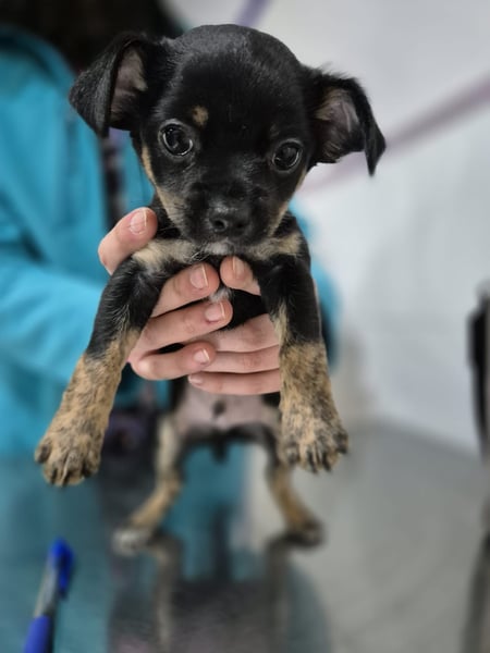 Malik, ein zauberhafter kleiner Bub