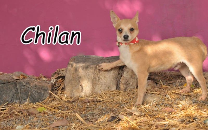 Möchtest du Chilan zeigen, dass Liebe heilen kann?