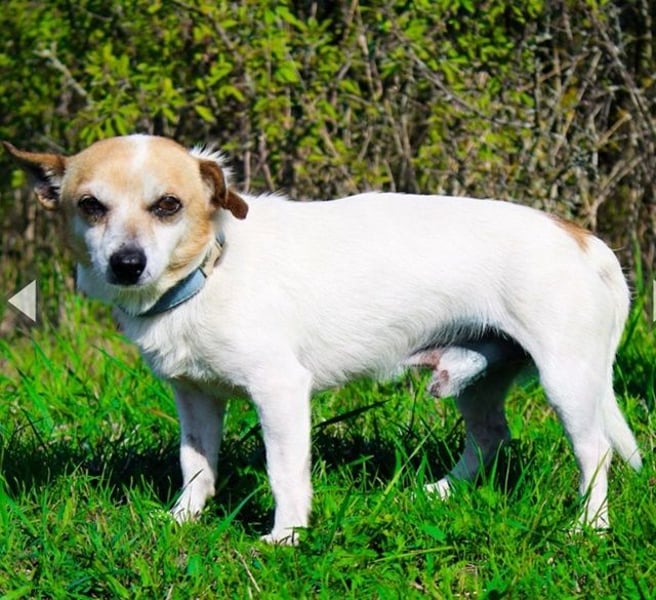 Mason, Chihuahua Mischling, geb. 2017, gerne zu älteren Menschen